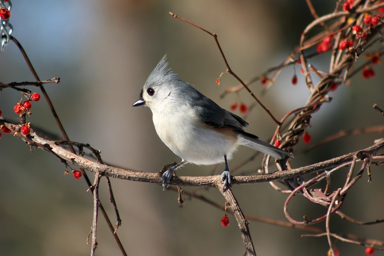 How to Create a DIY Wildlife Refuge in Your Backyard